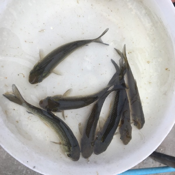 [草鱼苗批发]草鱼苗价格0.3元/尾