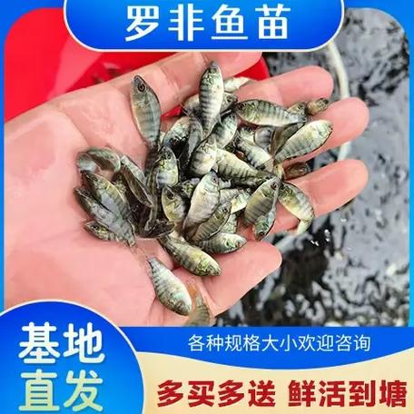 广西百色鱼苗放生批发罗非鱼苗批发,淡水罗非鱼鱼苗,青宝