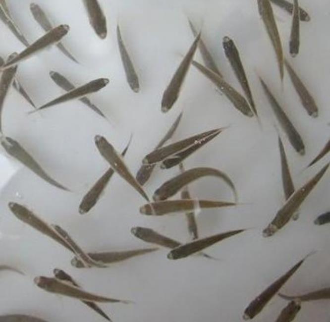 广东黄骨鱼鱼苗批发价格