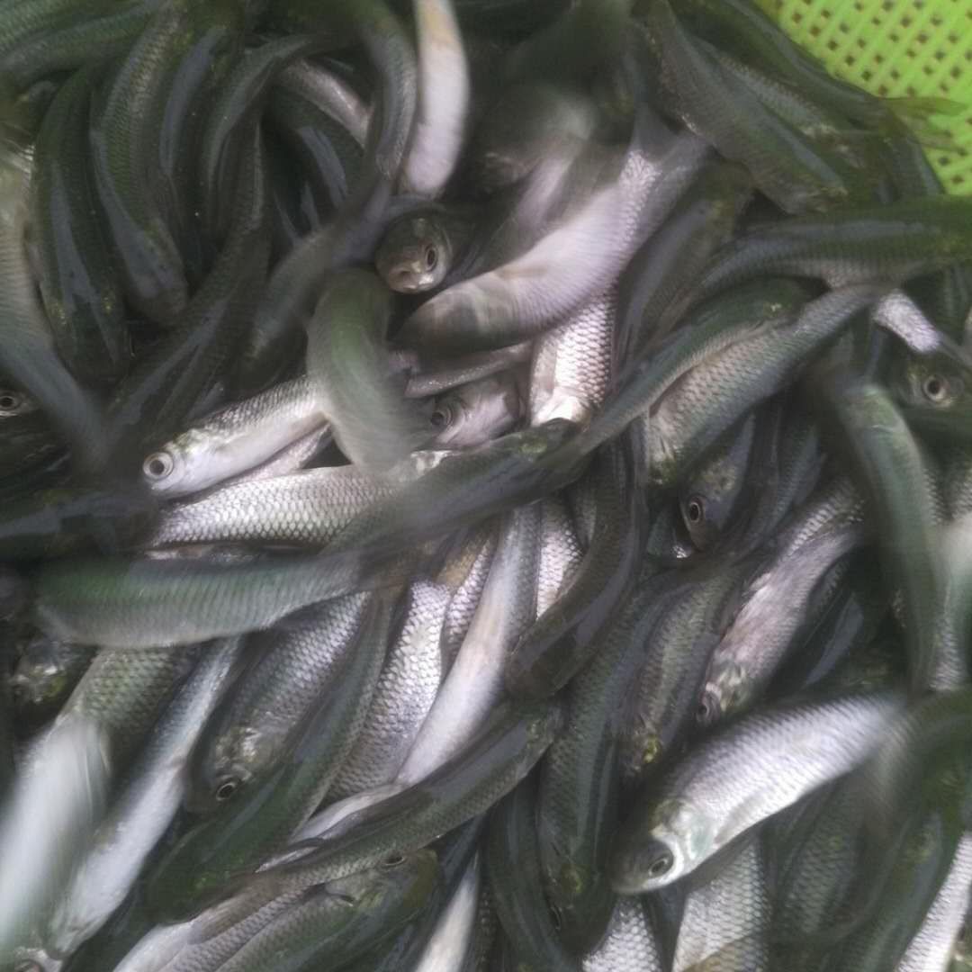 [草鱼苗批发]草鱼苗价格0.5元/尾 300尾起批