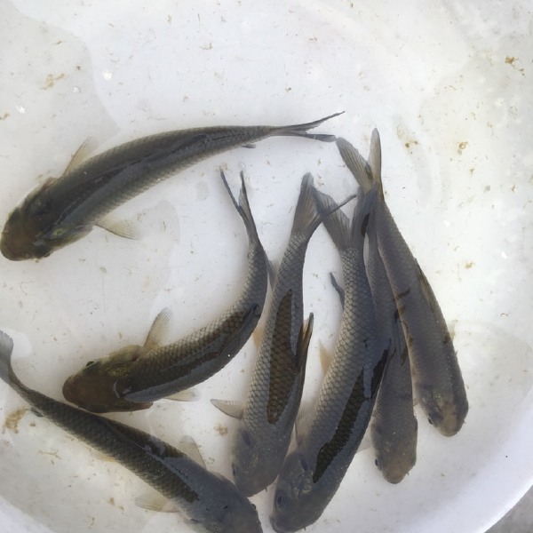 [草鱼苗批发]草鱼苗价格0.3元/尾