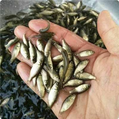 清远鲫鱼苗批发市场,供应放生银鲫鱼苗、活体白鲫鱼鱼苗
