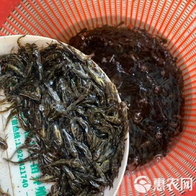 鱼苗 黄骨鱼苗 黄颡鱼苗 黄辣丁 黄骨鱼苗批发 基地直供