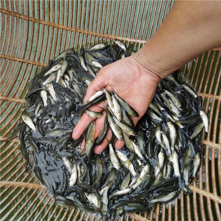 重庆水产养殖场鱼苗批发 淡水鱼苗 青鱼鱼苗 康榆农业 水花鱼苗
