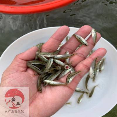 鄂尔多斯加州鲈鱼苗粗标 加州鲈鱼苗