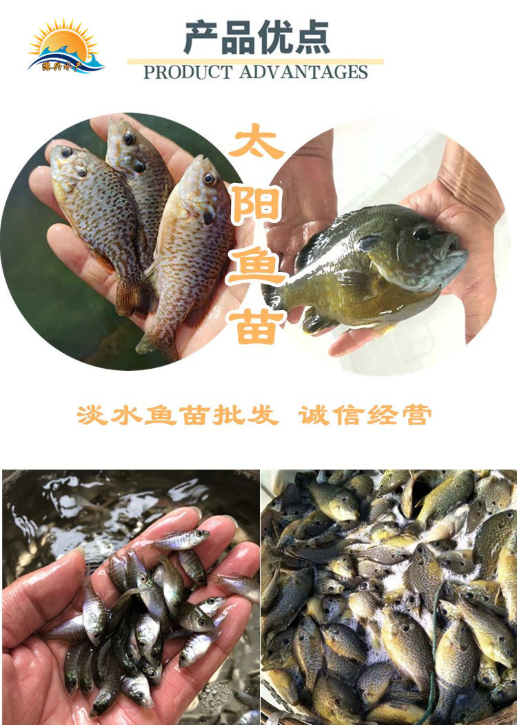 太阳鱼苗 港兴大口黑鲈鱼水花出售 鲜活淡水黄颡鱼苗批发
