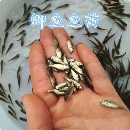 鲫鱼鱼苗批发,厂家良心价批发